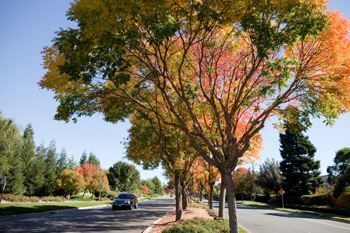 Danville Roadway Landscaping