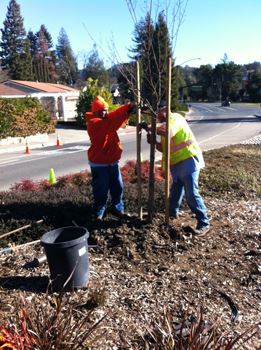 Tree Planting - El Cerro Median
