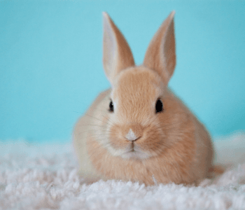 Eggstravaganza - Bunny Baskets and Photos 